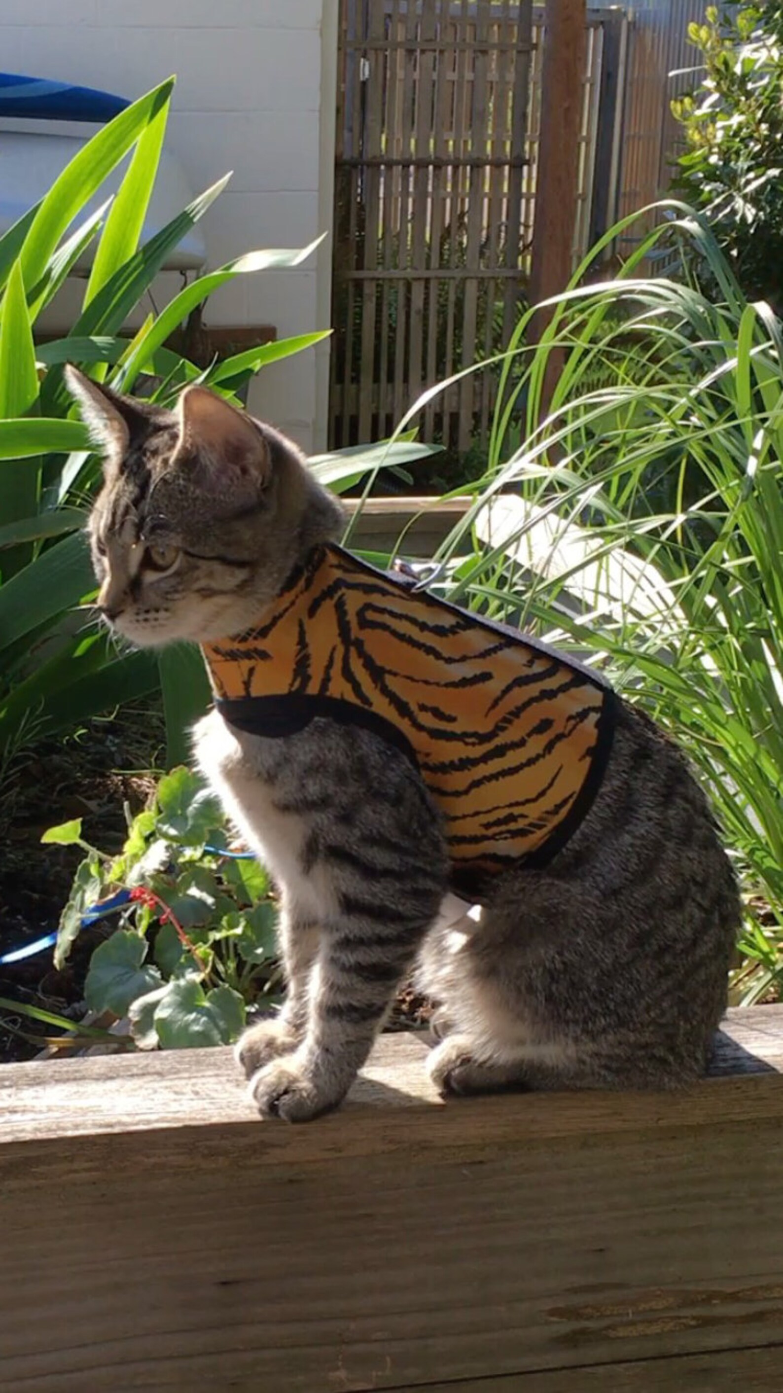 Kitty Holster Cat Harness made in USA Etsy