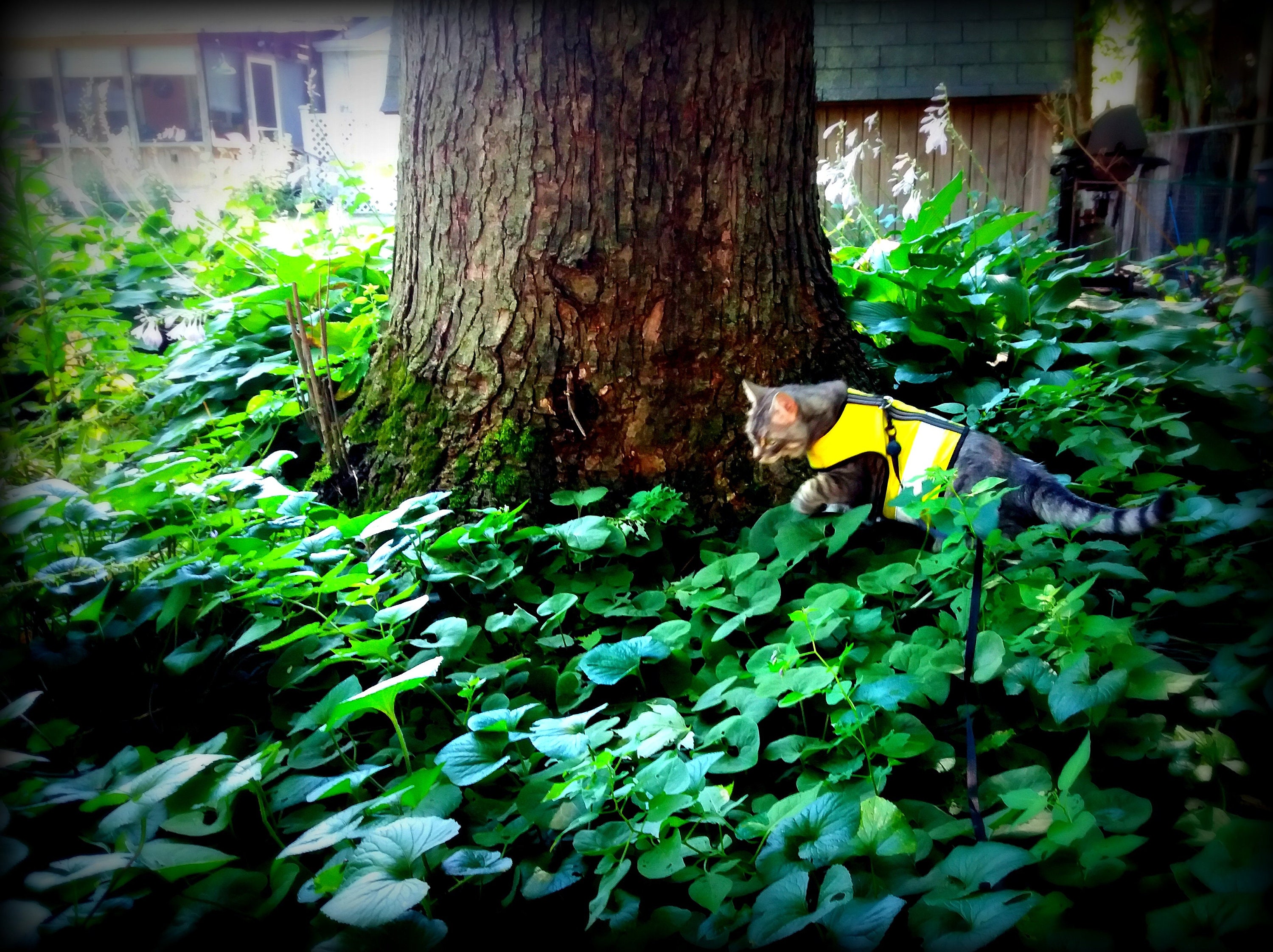 kitty holster harness