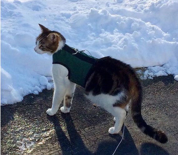 Cat Harness Review – Leon the Adventure Cat