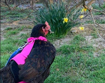 Hen Holster Chicken Diaper Harness with Permanent Sewn-in Liner (Duck Diaper, Goose Diaper, Parrot Diaper)
