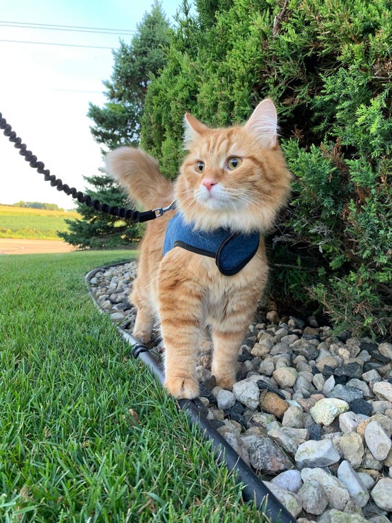 Cat Harness And Leash Set - Adjustable Cat Leash Cat Harness Cat Leash Breathable Soft Vest Leashes For Cat Outdoor Walking Travel Kitten Harness For Small Medium Large Cats At