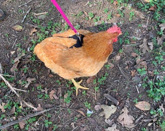 Hen Saver Made-in-the-USA Pet Chicken/Duck Harness