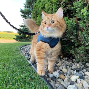 Kitty Holster Katzengeschirr (Hergestellt in den USA)