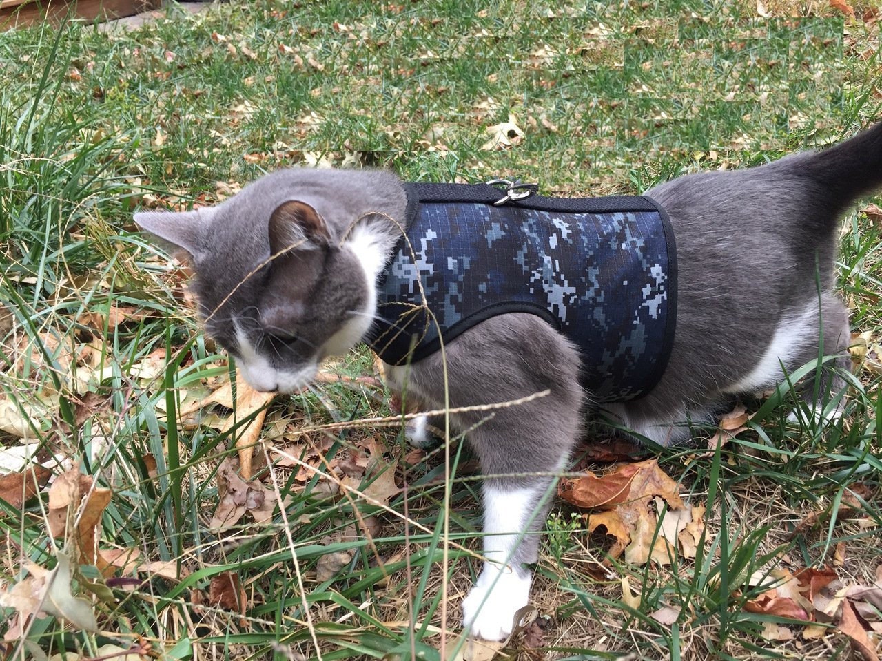 Kitty Holster Cat Harness Made in USA Etsy