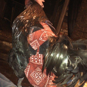 Pañal/arnés para pollos y aves acuáticas con forro extraíble