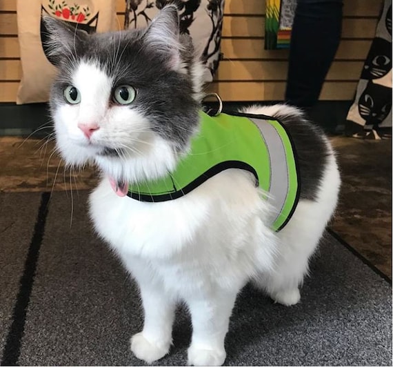 Kitty holster walking vest 2025