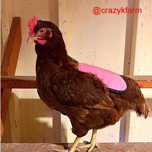 Hen Saver Chicken Saddle for Hens (Made in USA Hen Apron)