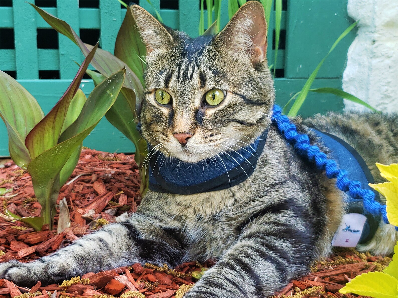 Kitty Holster Cat Harness made in USA Etsy