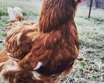 Birdy Bra crop bra (chicken crop bra/crop bra for chickens)