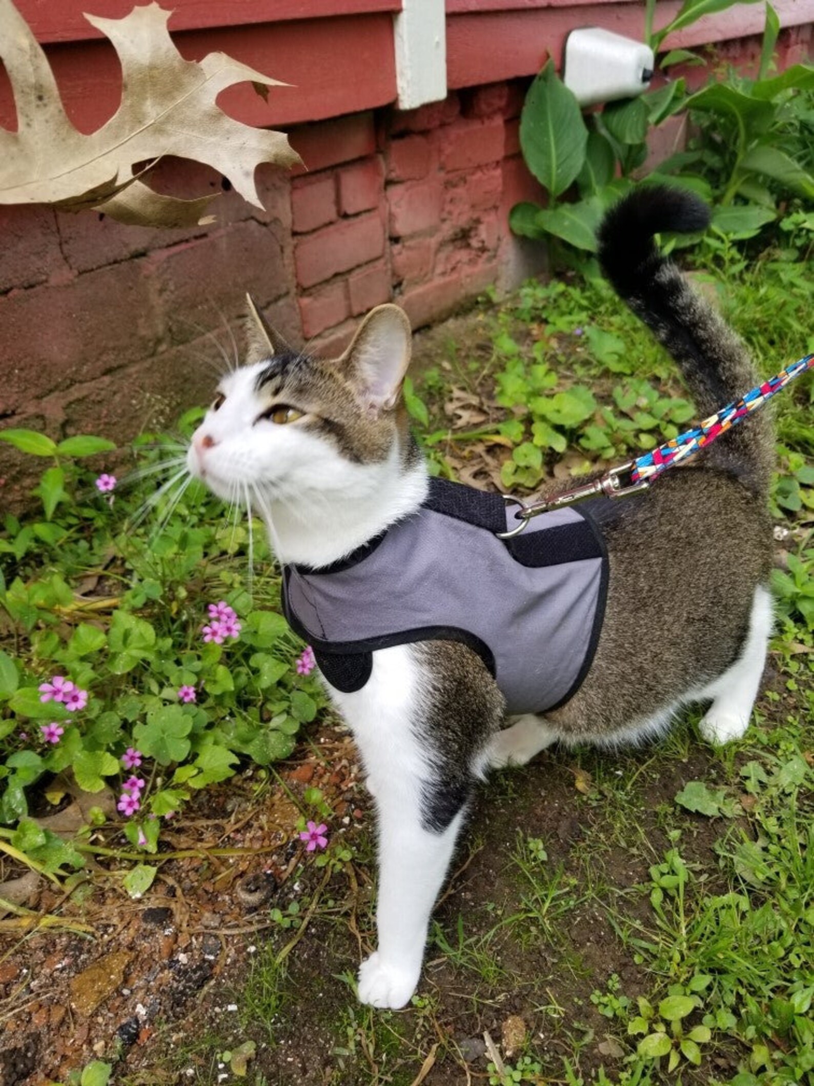 Kitty Holster Cat Harness made in USA Etsy