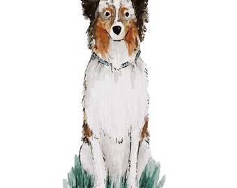 13x18, Australischer Schäferhund im Gras