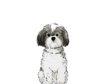 13x18 Shih Tzu Druck