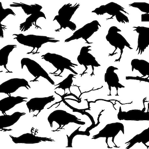 Crow and Raven Silhouette Files.  High Quality SVG, png, pdf, jpeg, DXF, Adobe Illustrator AI Files.