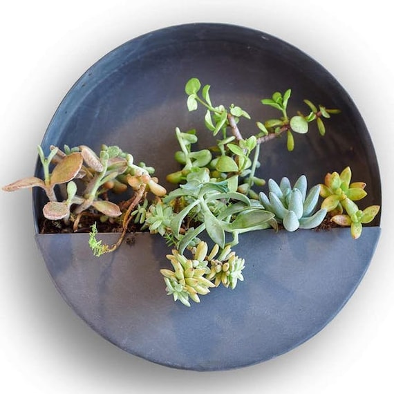 Indoor Outdoor Wall Planters Full Circle Um Zinc Indoor Outdoor Wall Planters Full, Wall Planters Outdoor