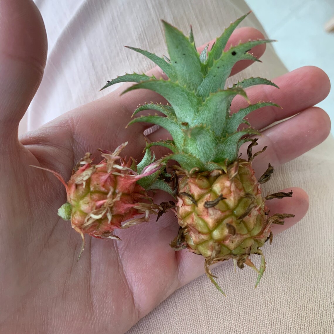 Miniature Pineapple ananas Nanus/ananas Comosus Var. Etsy