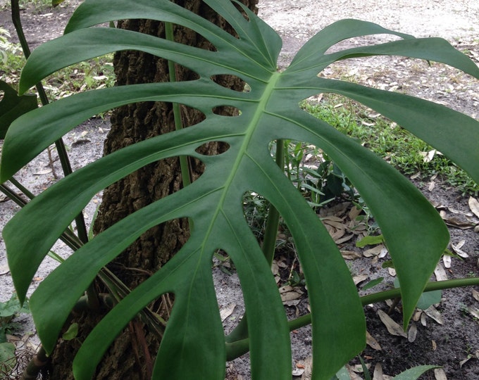Monstera Deliciosa Swiss Cheese Fruit Mexican Breadfruit Etsy