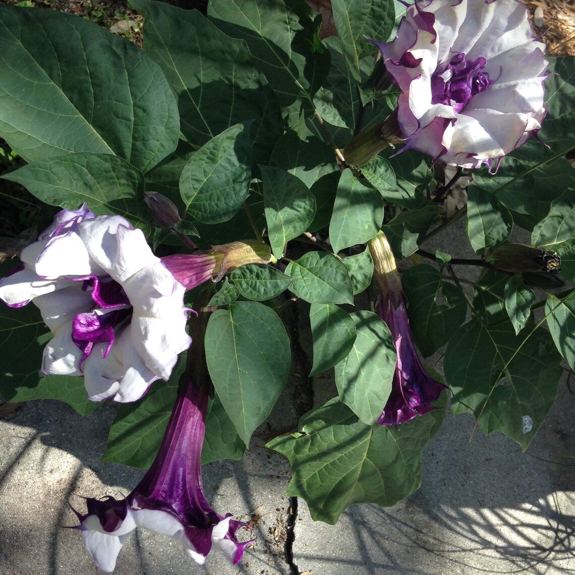 Dark Purple Devil's Trumpet/triple Purple Datura Metel 25 Etsy