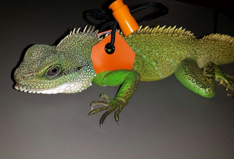 Small Lizard Leash Harness