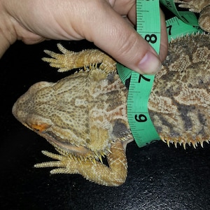 Op de afbeelding: Een baardagame wordt gemeten met een groene meetlint. De hagedis is bruin en beige met stekelige schubben. De meetlint geeft 17,8 cm aan.