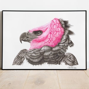 Eagle Art Print. Bird Art featuring my pencil portrait of one of the largest birds of prey in the world, the South American Harpy Eagle.