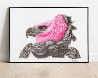 Eagle Art Print. Bird Art featuring my pencil portrait of one of the largest birds of prey in the world, the South American Harpy Eagle.