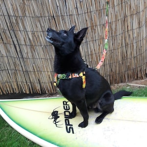 Op de afbeelding: Een zwarte hond met een bloemenharnas en riem zit op een surfplank. Het surfboard is wit en groen met het woord "SPIDER" en een spinnenafbeelding. De achtergrond is een bamboe hek.