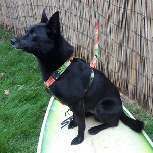 Op de afbeelding: Een zwarte hond met een bloemenharnas en riem zit op een surfplank. De surfplank is lichtgroen met witte en zwarte tekst. De achtergrond omvat groen gras en een bamboe hek.