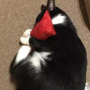 May include: A black and white cat curled into a ball, holding a small, triangular red toy featuring a subtle embossed star pattern. The cat has white fur on its paws and chest, contrasting with its black coat, while clutching the red object.