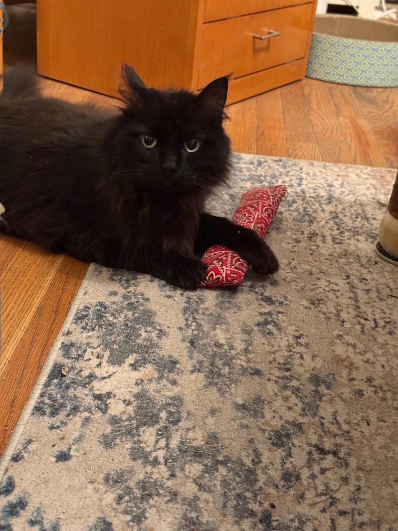 May include: A long-haired black cat with green eyes lying down and resting its front paws on a rectangular toy featuring a red and white paisley bandana pattern. The cat is positioned on a patterned rug with blue and gray distressed details.