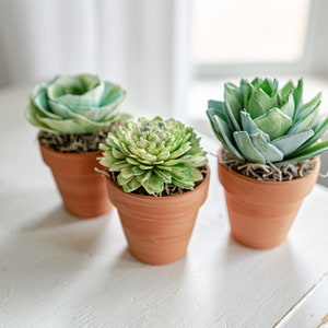 May include: Three small terracotta pots with green and blue artificial succulents. The pots are arranged on a white surface.