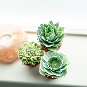 May include: Four small potted succulents in terracotta pots. The succulents are green and blue-green and have a rosette shape.