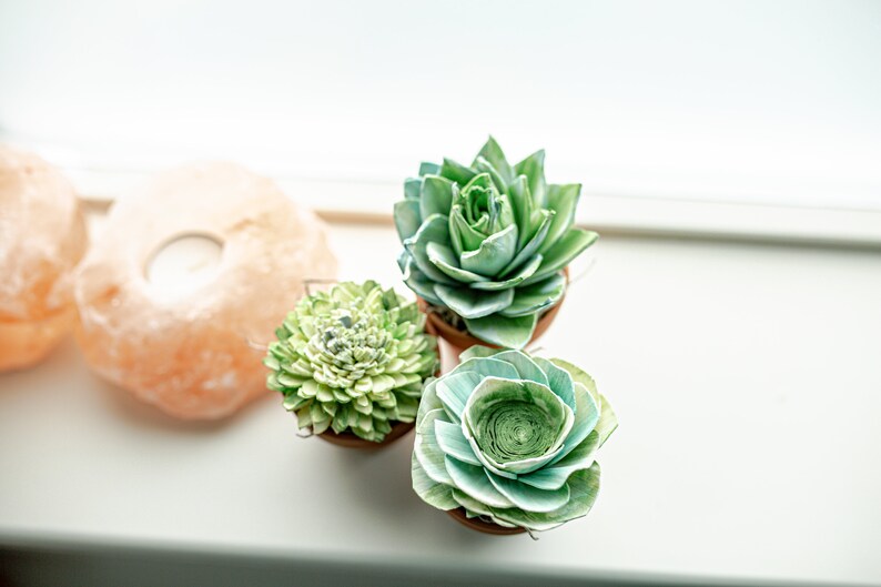 May include: Four small potted succulents in terracotta pots. The succulents are green and blue-green and have a rosette shape.