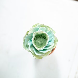 May include: A light green and blue succulent plant in a terracotta pot. The plant has a rosette shape with many layers of leaves.
