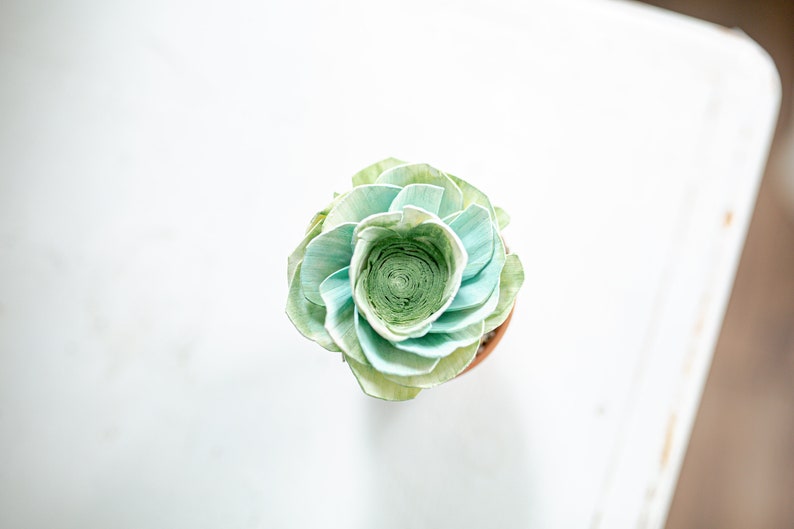 May include: A light green and blue succulent plant in a terracotta pot. The plant has a rosette shape with many layers of leaves.