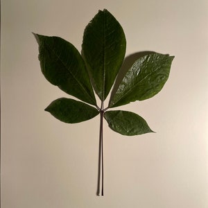 May include: A single green leaf with five leaflets, attached to a long, thin, dark purple stem. The leaf is isolated on a white background.