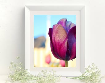 Purple Tulip at the Provo LDS Temple // You get 5 sizes // Instant Digital Download