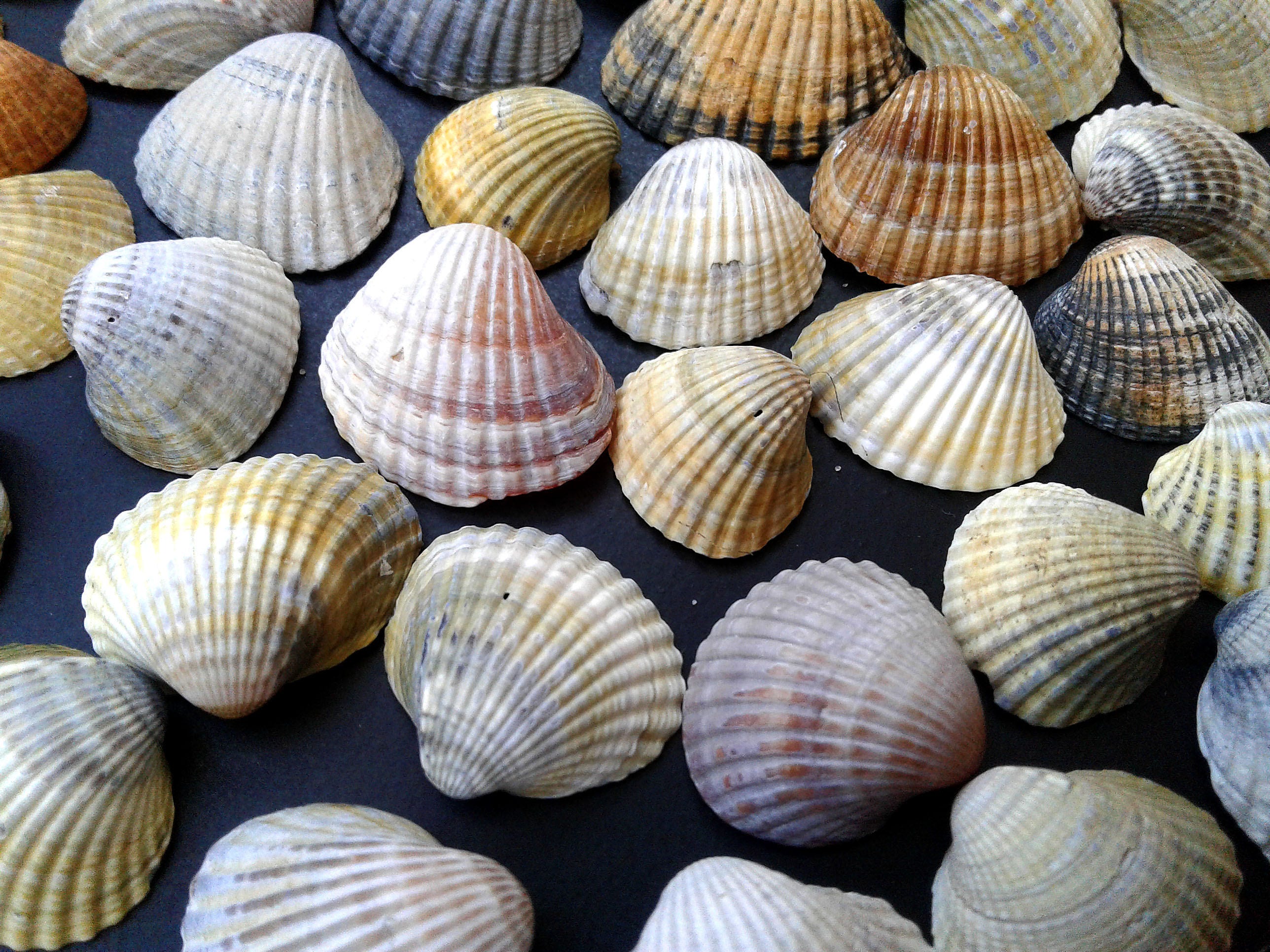 Bulk seashells Set 90 of Small Natural Sea shells Beach Etsy Bulk seashells Set 90 of Small Natural Sea shells Beach Etsy