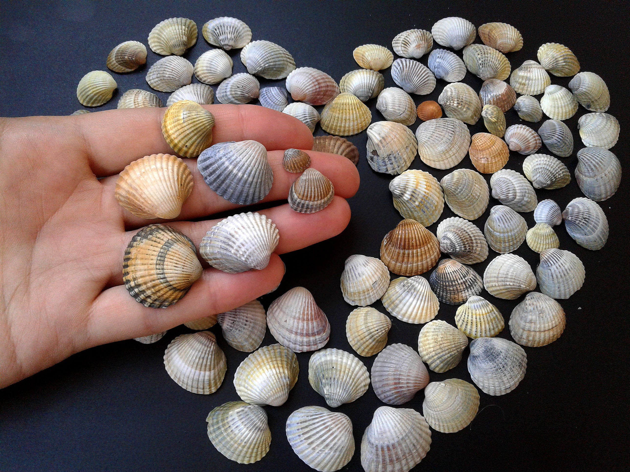 wholesale seashells