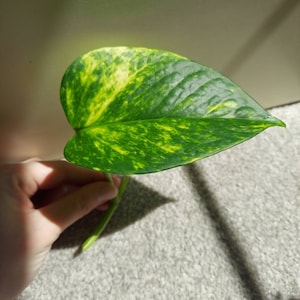May include: A single, large, variegated leaf with green and yellow markings. The leaf is heart-shaped and has a long stem.