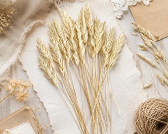 Dried Oat Stems 4-5 Inches | Natural Bleached Oats for Card Making, Scrapbooking, Resin Art, Mini Floral Crafts, DIY Supplies
