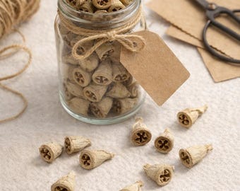 Bleached Eucalyptus Pods | Dried Floral Supplies, Wedding Decor