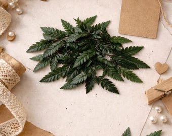 50 Small Preserved Fern Tips – Natural Green Leaves for Crafts