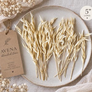 Può includere: Una collezione di steli di avena Avena essiccati e sbiancati lunghi 5 pollici. Gli steli sono disposti su un piatto in ceramica maculata accanto a un'etichetta di carta marrone con il testo AVENA bleached stems, natural beauty for your creative projects.