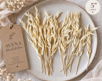 Talos de Aveia Secos de 10 a 12 cm | Aveia Natural Branqueada para Confecção de Cartões, Scrapbooking, Arte em Resina, Mini Arranjos Florais, Materiais para Projetos DIY