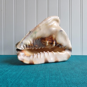 Horned Helmet Shell: Natural Sea Decor, Beach House Accent (7 inch H)