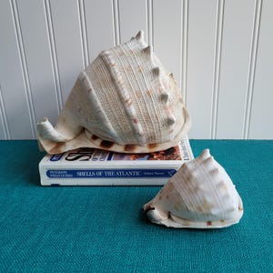 May include: Two large, beige seashells with brown markings rest on a book titled "Shells of the Atlantic." The shells have textured surfaces and are displayed on a teal surface against a white paneled wall.