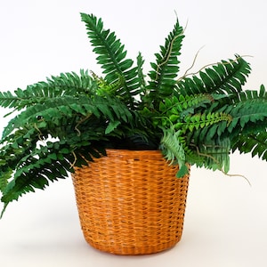 May include: A green fern plant in a woven brown wicker basket.