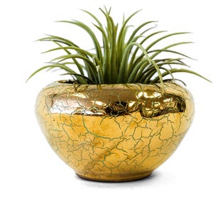 Puede incluir: Una maceta de cerámica dorada y agrietada con forma redonda, que contiene una planta verde con hojas largas y finas. La maceta tiene un acabado brillante y se encuentra sobre un fondo blanco.