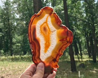 May include: A polished agate slice with a natural, organic shape. The stone features bands of orange, white, and brown, creating a striking visual pattern. The agate is held against a backdrop of green trees and foliage.