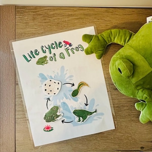 Learn About Frogs!! Frog Unit Study
